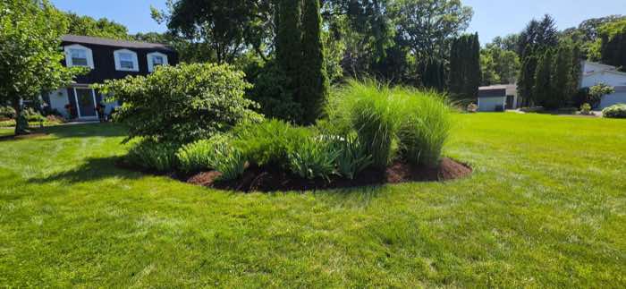 Landscaped island bed with ornamental grasses on a mown lawn