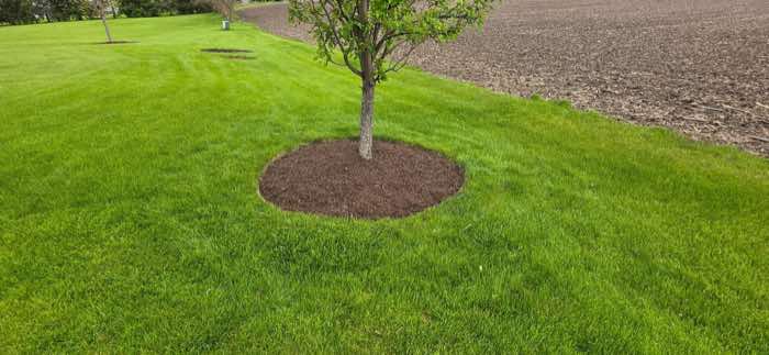 Tree ring with fresh mulch on a green lawn