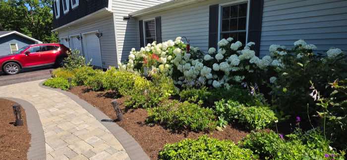 Front garden with hydrangeas along a paver walkway